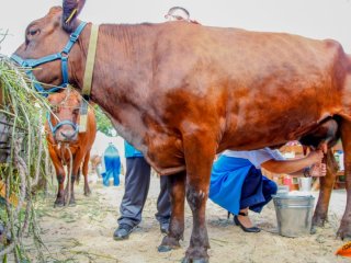 Башкирский фермер увеличила производство молока благодаря господдержке