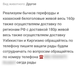 В Башкирии задержали мужчину, подозреваемого в мошенничестве с продажей быков